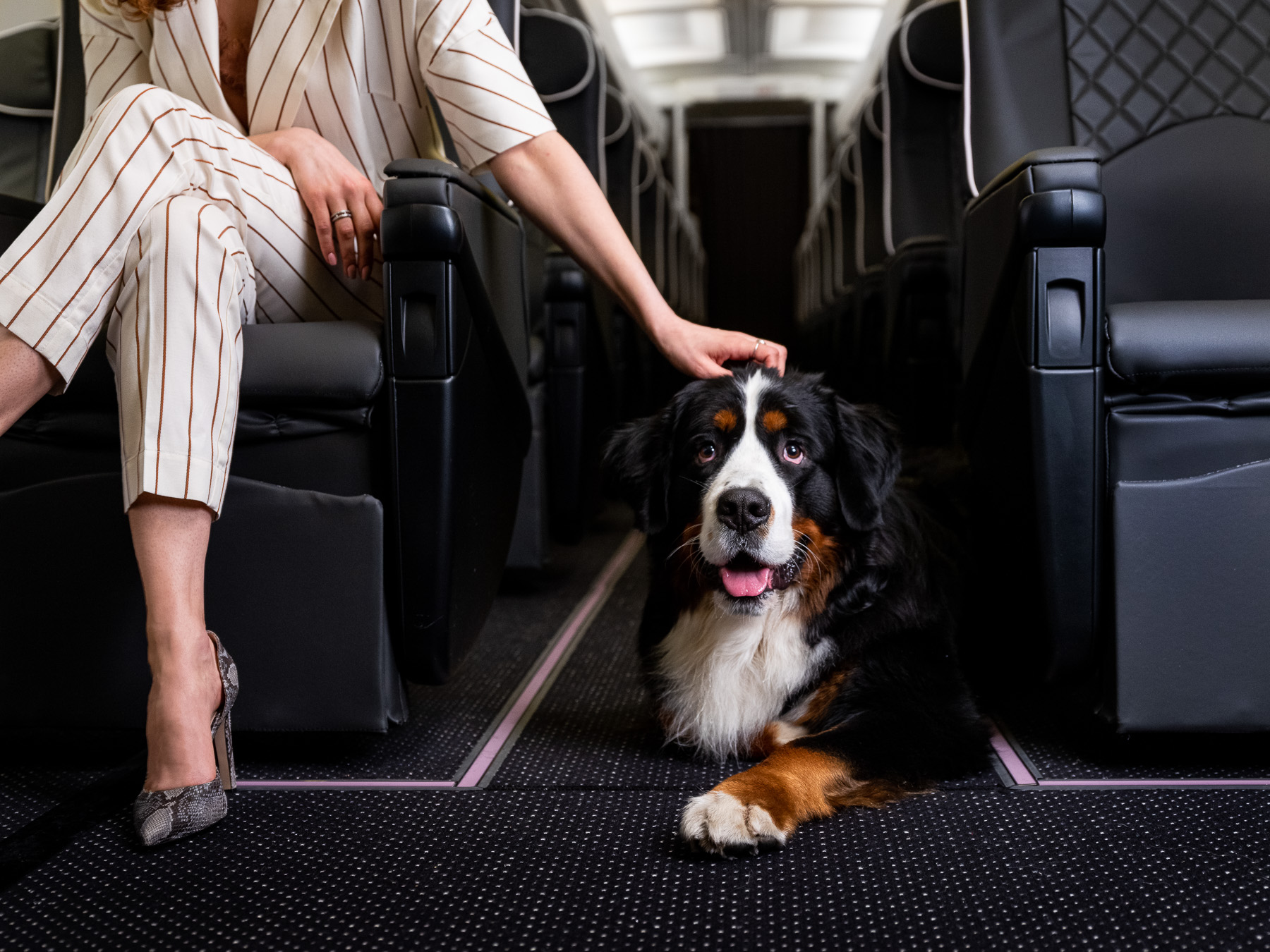Pets on jets Business Airport International